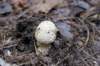 mushroomviii_small.jpg