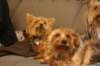 dogsonacouch_small.jpg