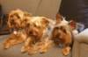 pups_small.jpg
