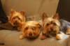 pupsonacouch_small.jpg