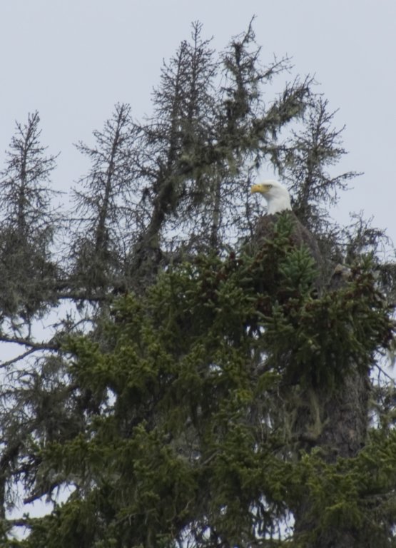 baldeagle2.jpg