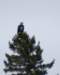 baldeagle_small.jpg