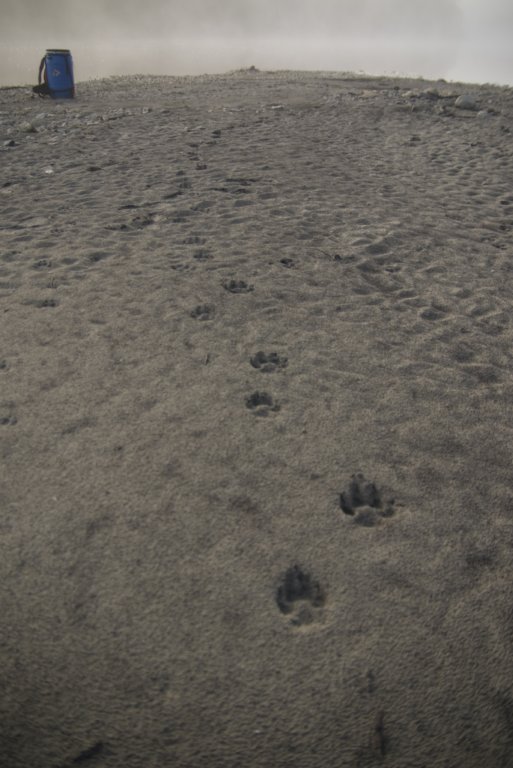 bigpaws.jpg