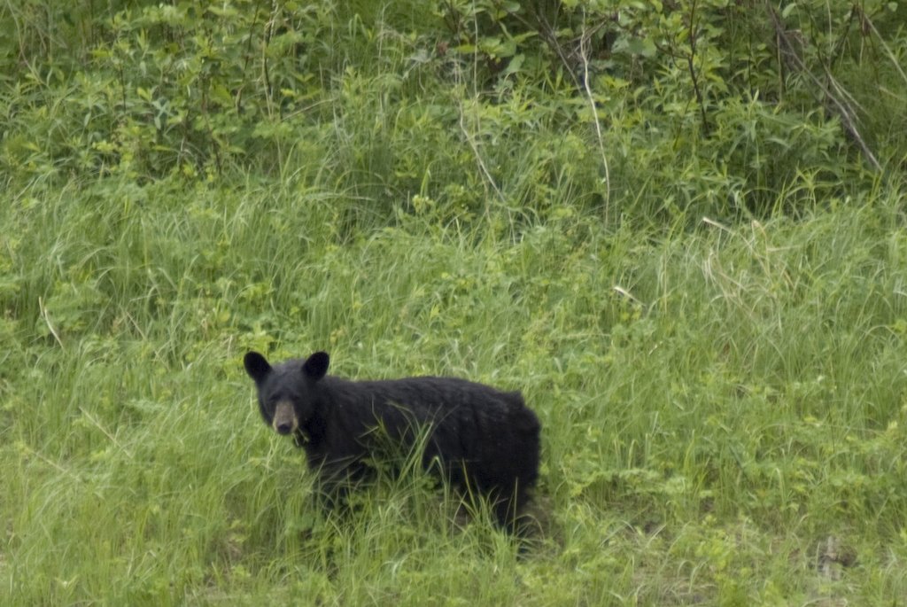 blackbear.jpg