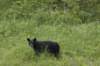 blackbear_small.jpg