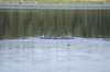 ducklings_small.jpg