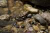 frog_small.jpg