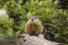groundhog2_small.jpg