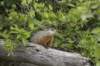 groundhog_small.jpg