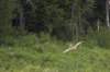 sandhillcrane_small.jpg