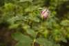 wildrose_small.jpg