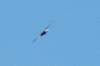 baldeagle_small.jpg