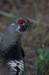 grouse2_small.jpg