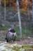 grouse_small.jpg