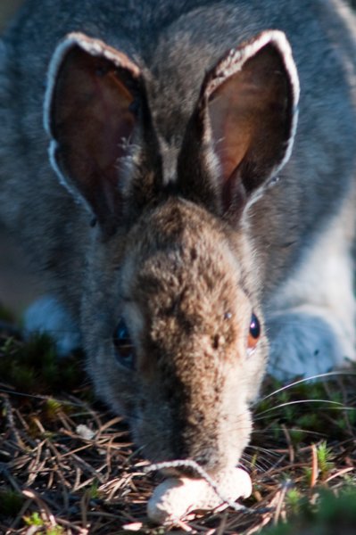 rabbit_river10.jpg