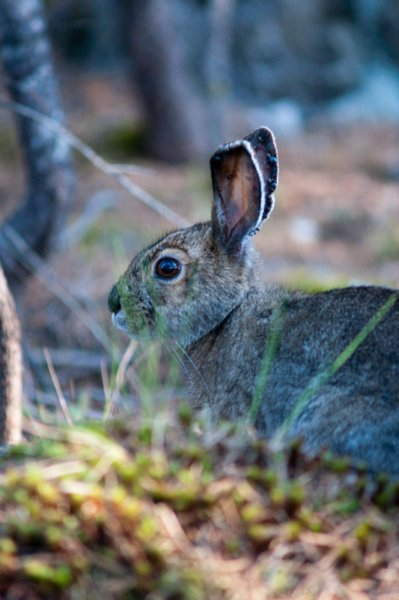 rabbit_river11.jpg