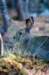 rabbit_river11_small.jpg