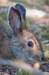 rabbit_river12_small.jpg