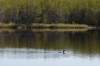 rabbit_river26_small.jpg