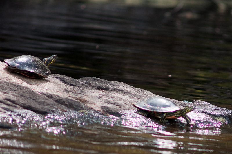 turtles.jpg