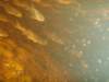 underwatershot_small.jpg