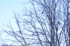 theruleofthirds3_small.jpg