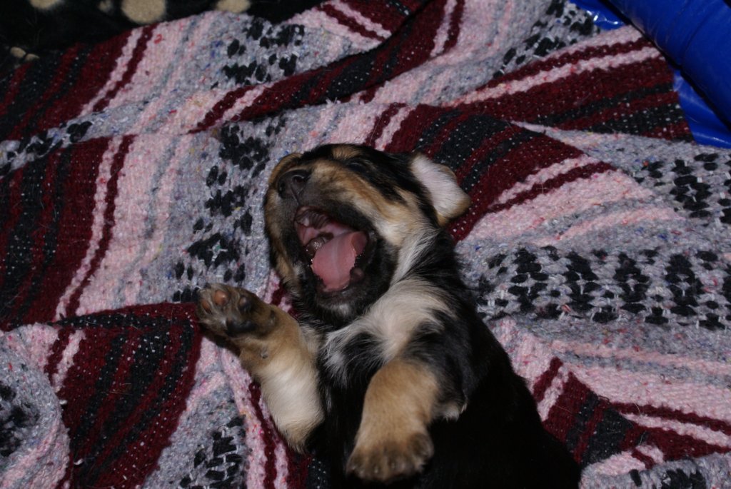 colesbigyawn.jpg