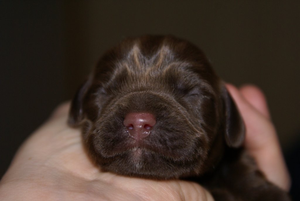 daysoldcocoa2.jpg