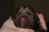 daysoldcocoa2_small.jpg