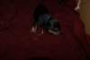 daysoldcole2_small.jpg