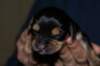 daysoldcole3_small.jpg