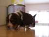 firststeps_small.jpg