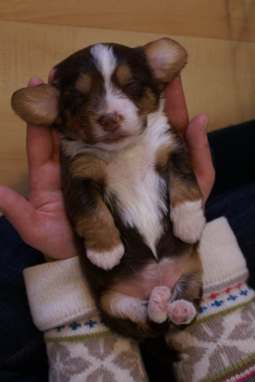 gizmo.jpg