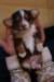 gizmo_small.jpg