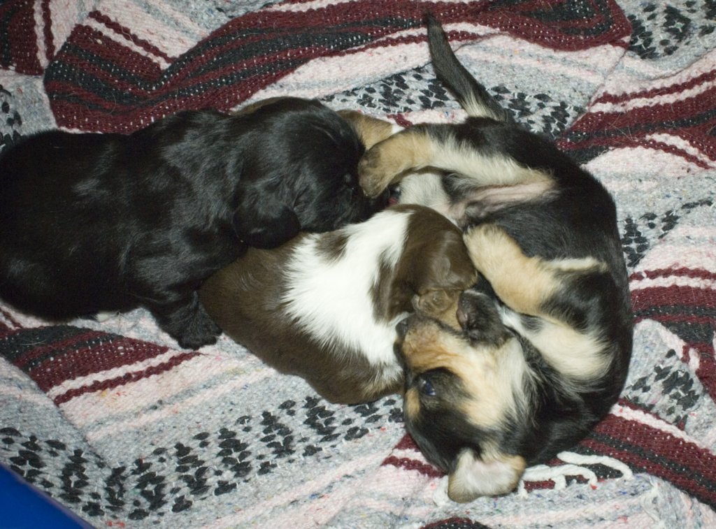 playfulpups.jpg