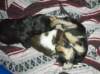 playfulpups_small.jpg