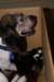 sallyher4dayoldpups_small.jpg