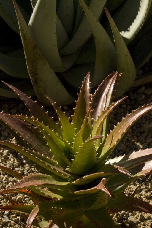 aloe.jpg