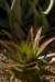 aloe_small.jpg