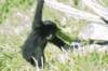 babychimp_small.jpg
