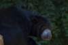 bear_small.jpg