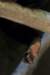 bearpaw_small.jpg