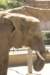 elephant2_small.jpg