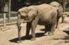 elephant_small.jpg
