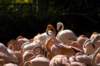 flamingos_small.jpg