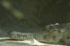 gator_small.jpg