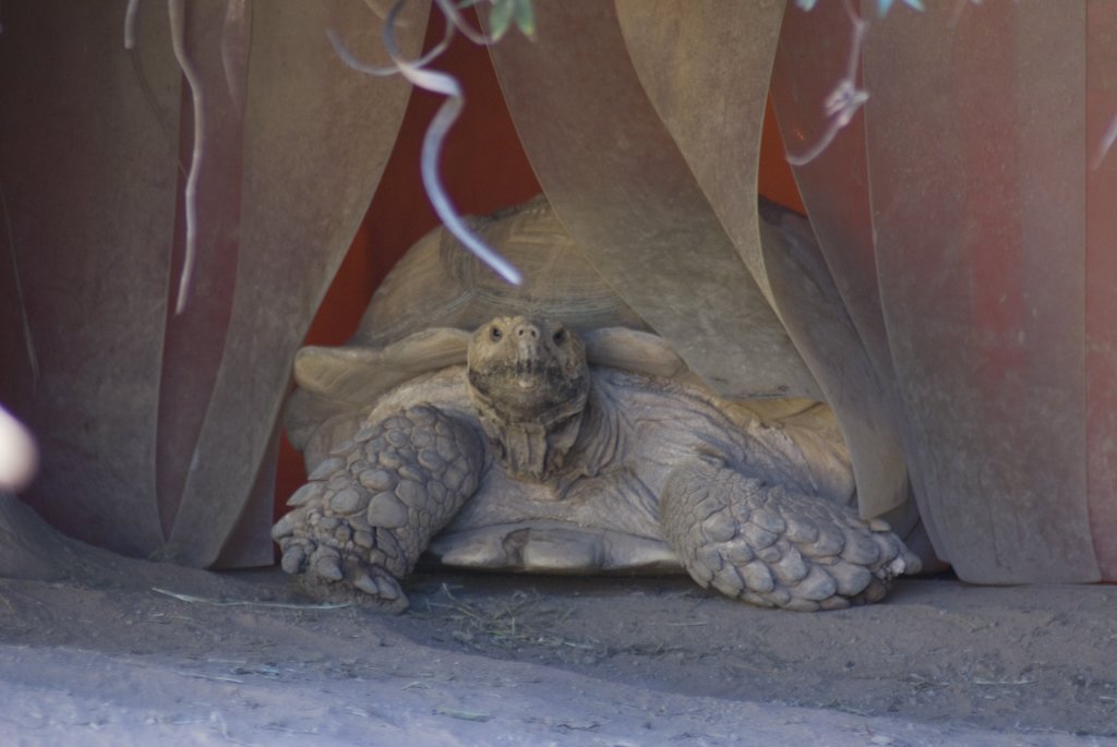 gianttortoise.jpg