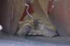 gianttortoise_small.jpg