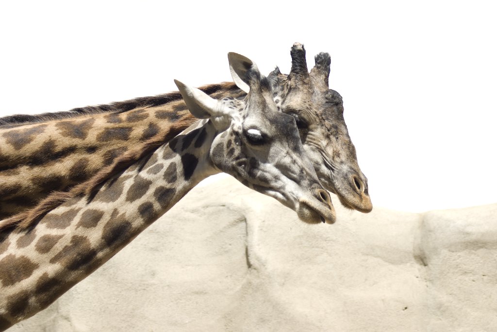 giraffes.jpg