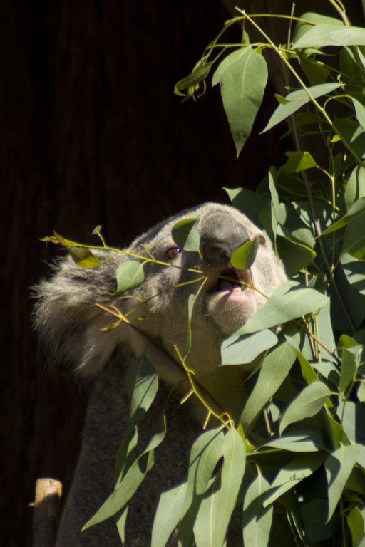 koala2.jpg